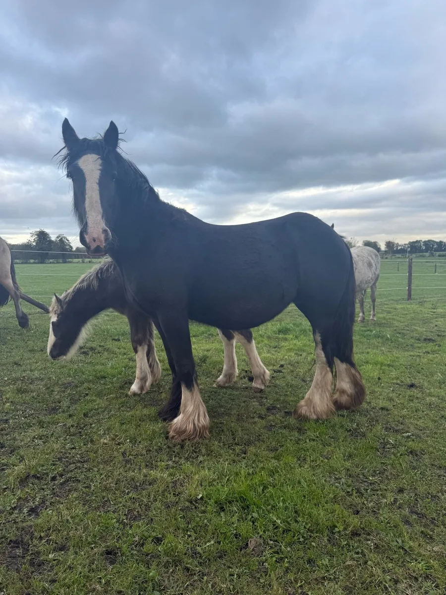 IN FOAL quiet 14'3hh 8yr heavy cob mare, broken - Image 1