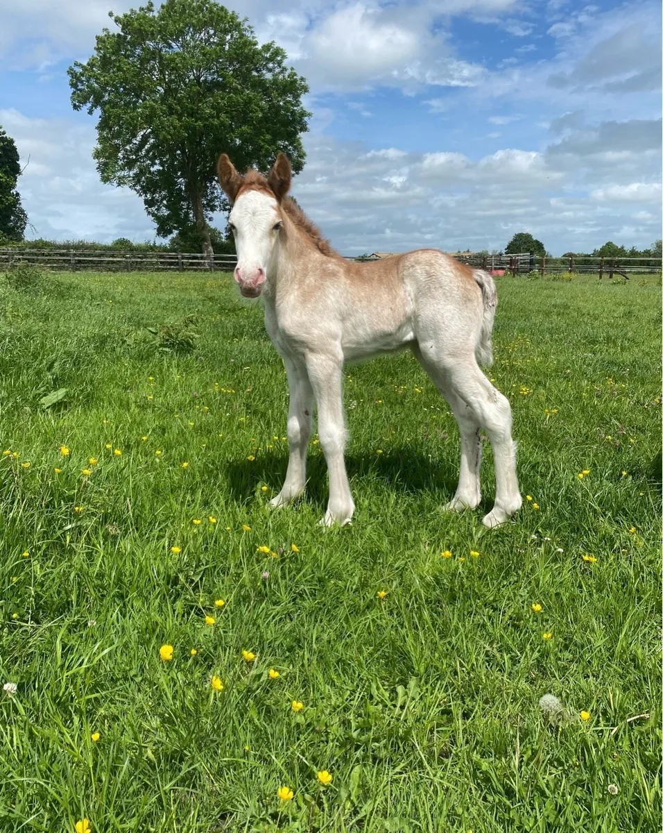 IN FOAL quiet 14'3hh 8yr heavy cob mare, broken - Image 4