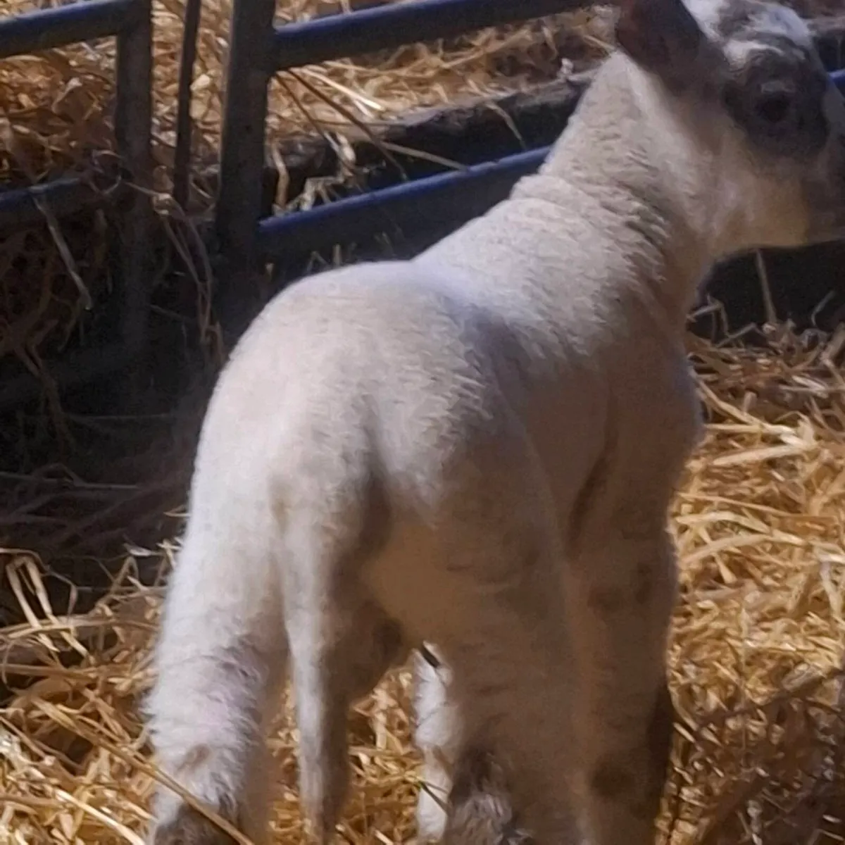 Ewes and lambs - Image 3