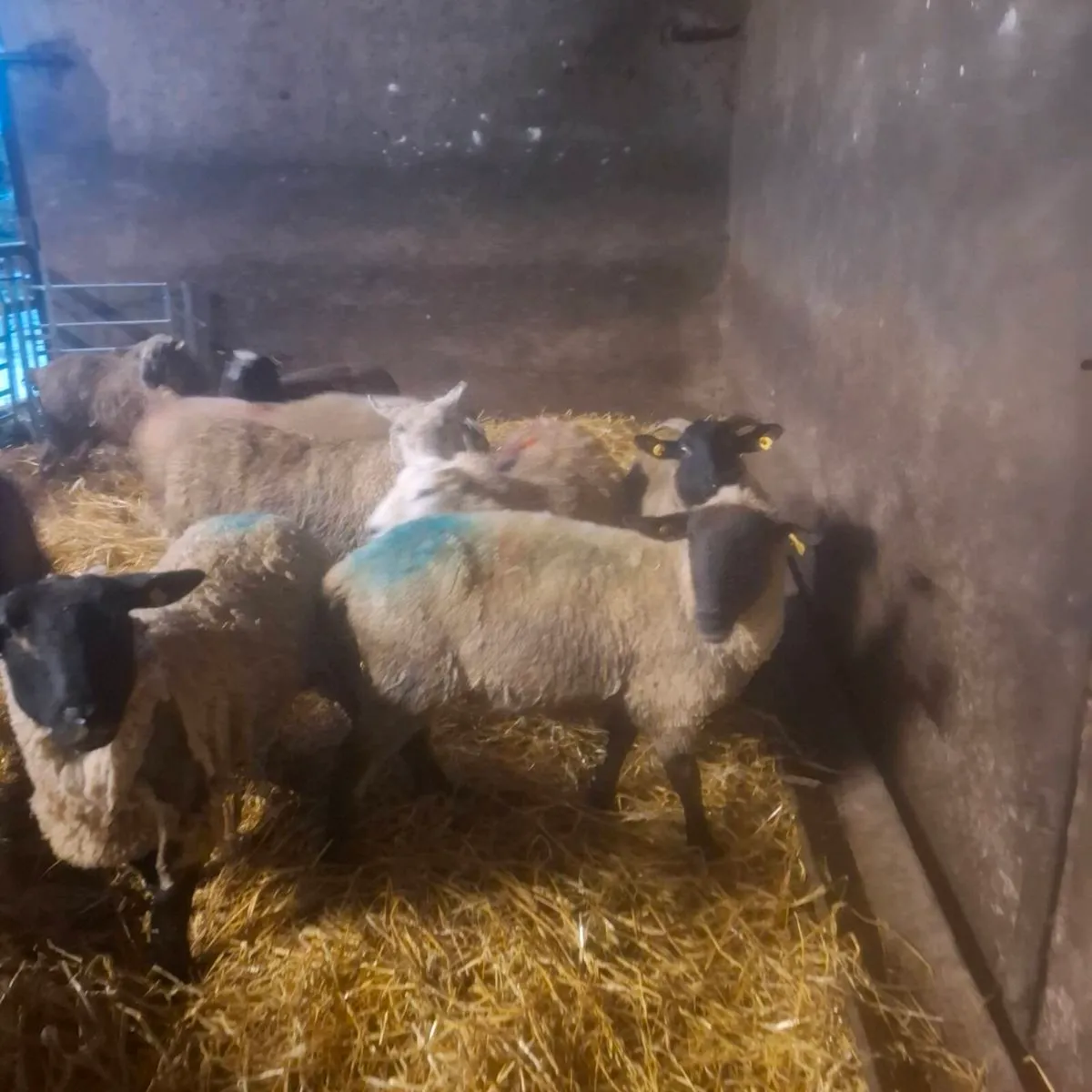 Ewes and lambs - Image 2