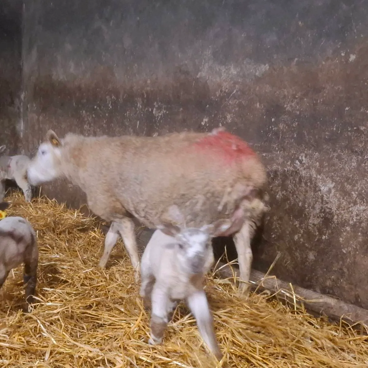 Ewes and lambs - Image 4