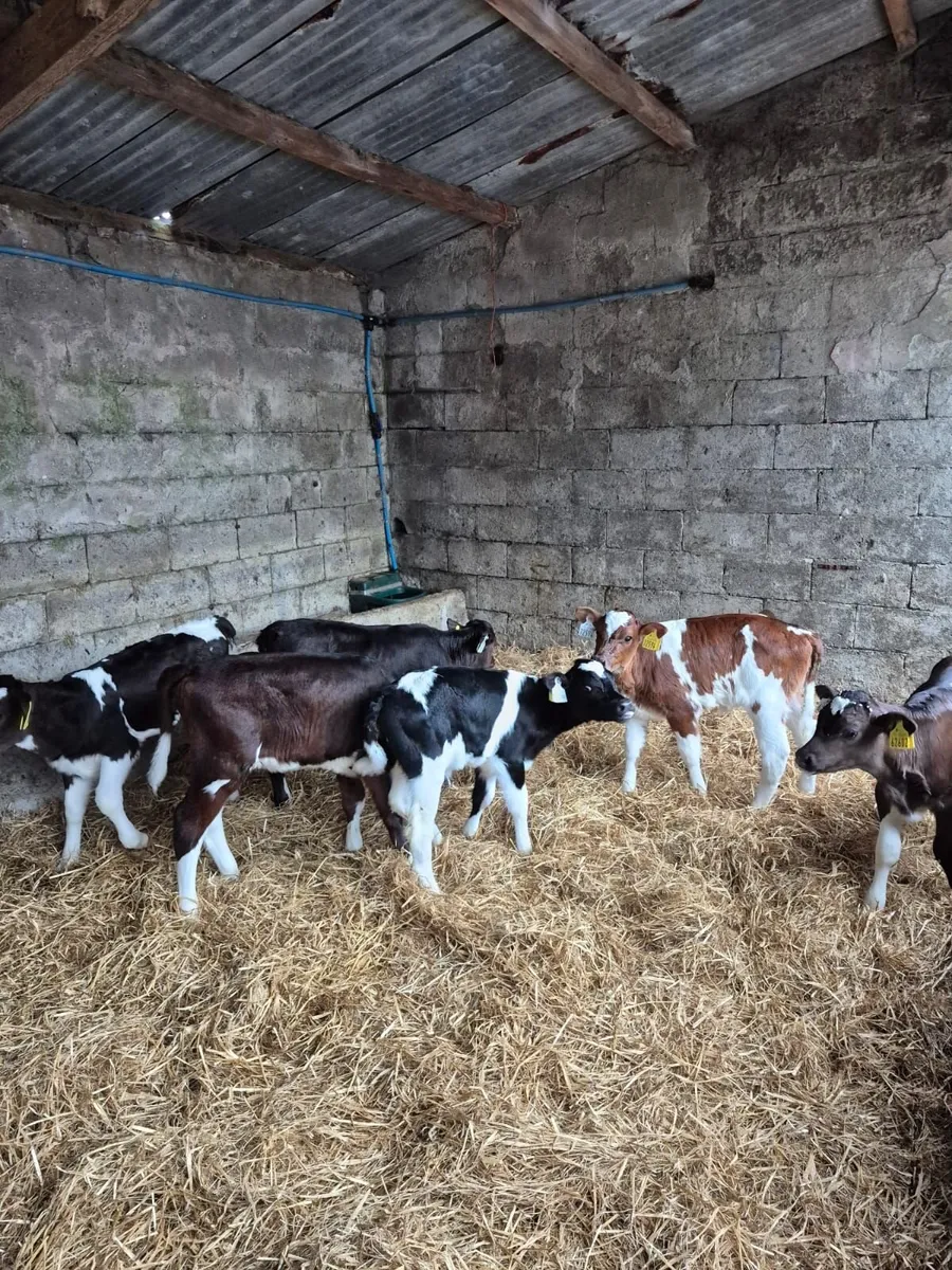 6 Friesian & Friesian X heifer calves - Image 1