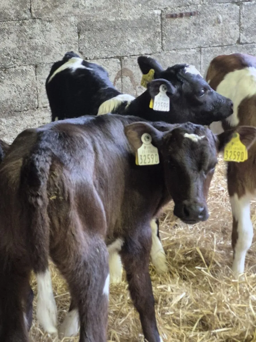 6 Friesian & Friesian X heifer calves - Image 2