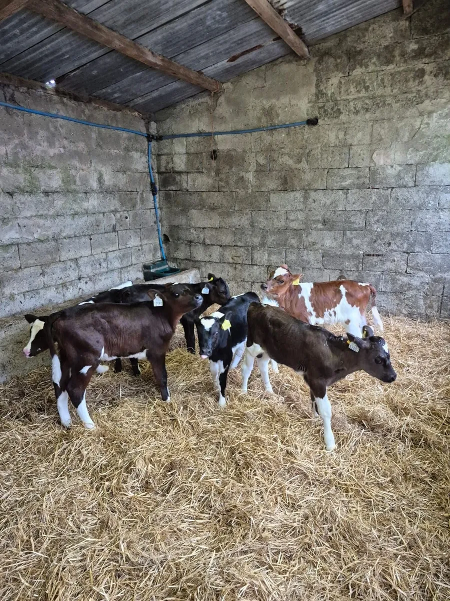 6 Friesian & Friesian X heifer calves - Image 3