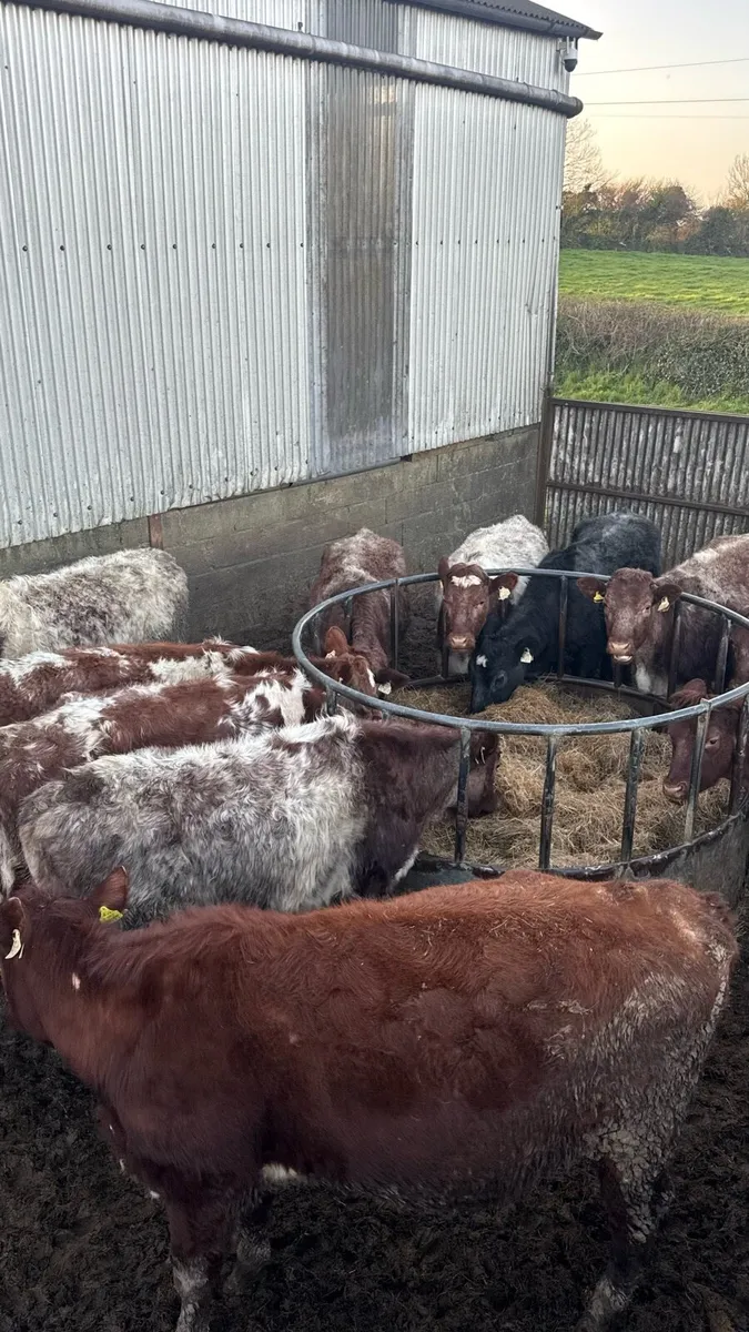 27 Roan Shorthorn Bulling Heifers - Image 2