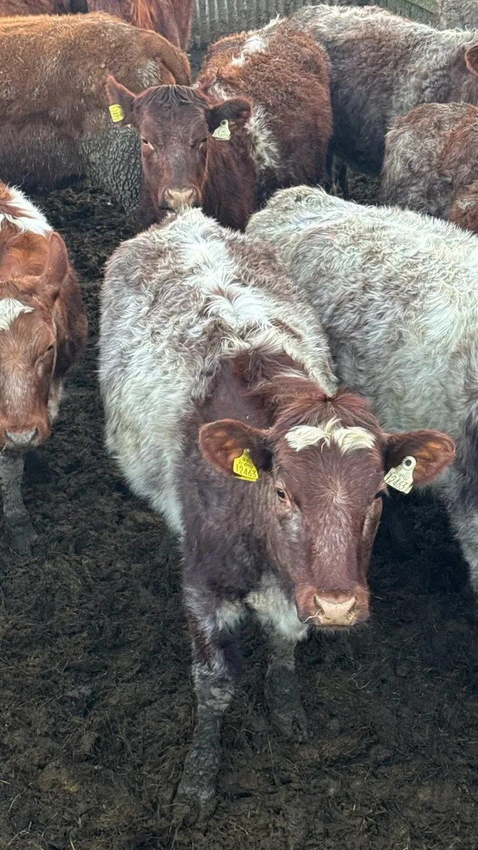 27 Roan Shorthorn Bulling Heifers - Image 1