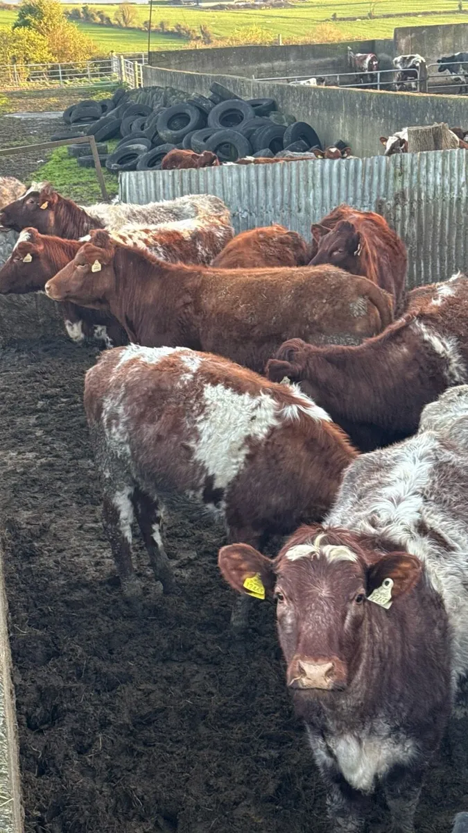 27 Roan Shorthorn Bulling Heifers - Image 4