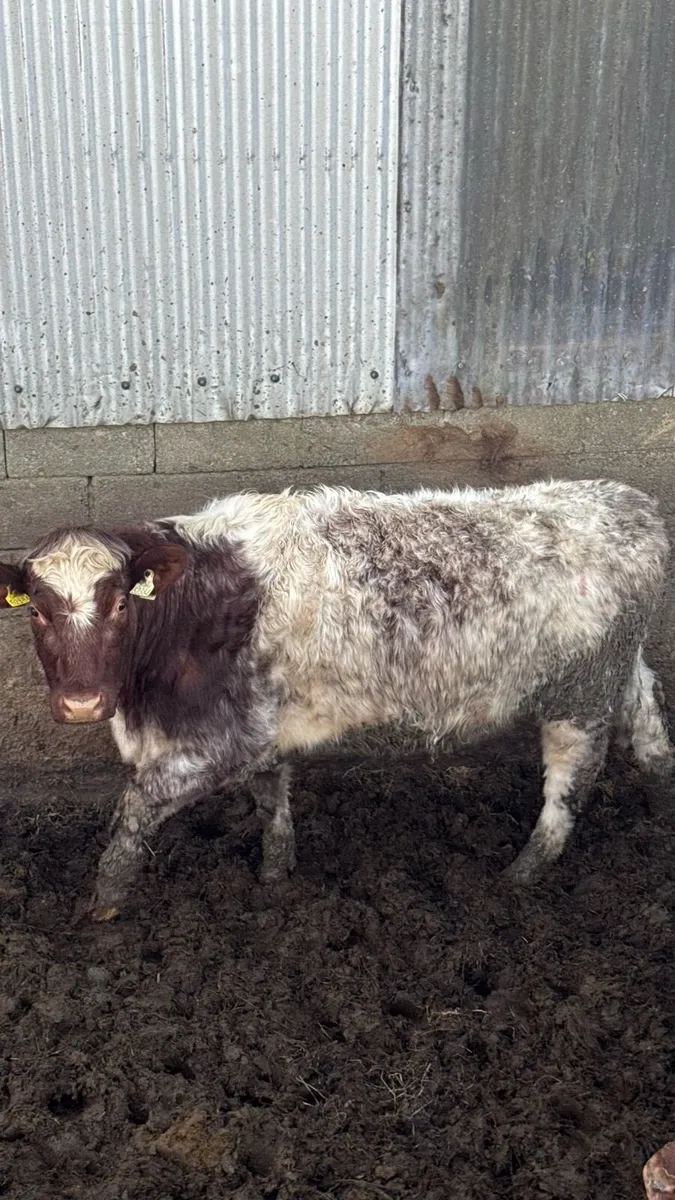 27 Roan Shorthorn Bulling Heifers - Image 3