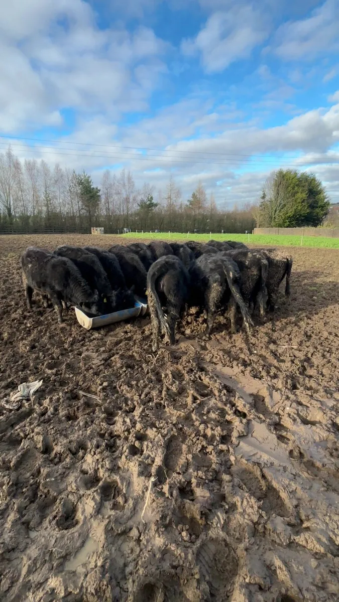 Angus Heifers - Image 1