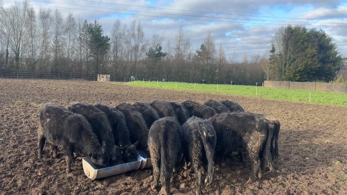 Angus Heifers - Image 2