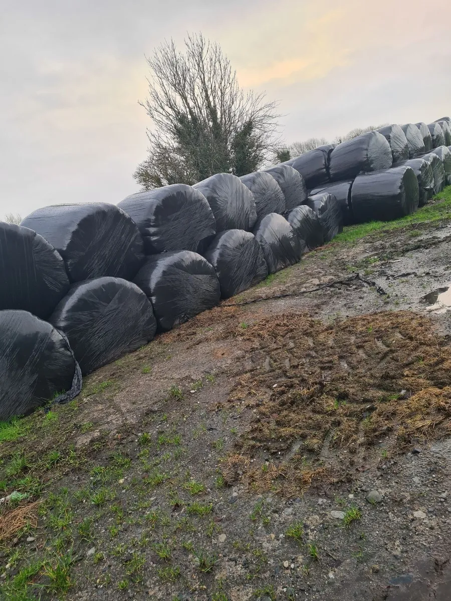 Silage bales - Image 1