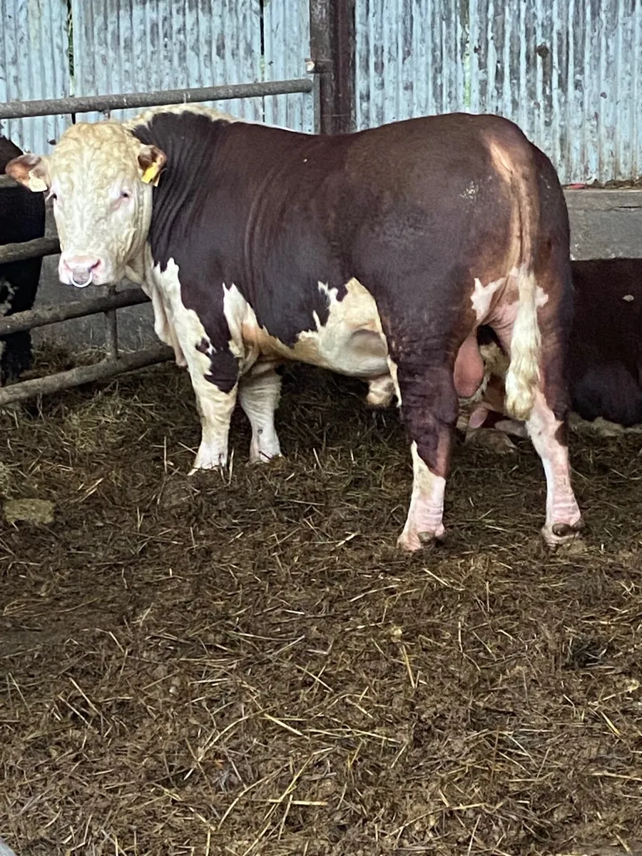 Pbr Hereford - Image 2
