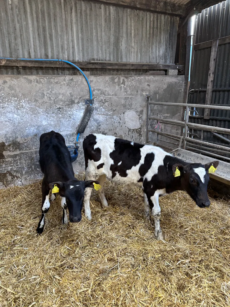 Friesian heifers - Image 3