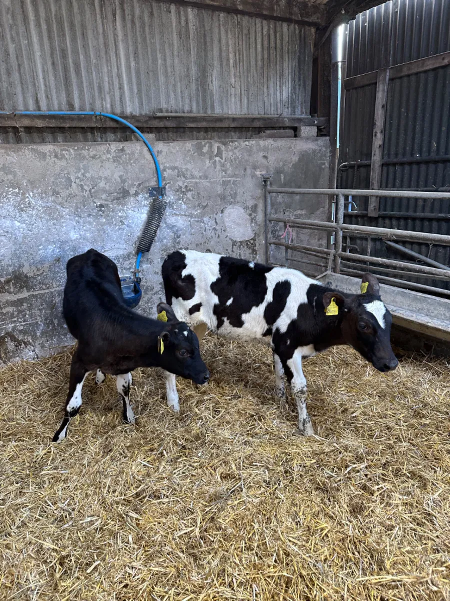 Friesian heifers - Image 1