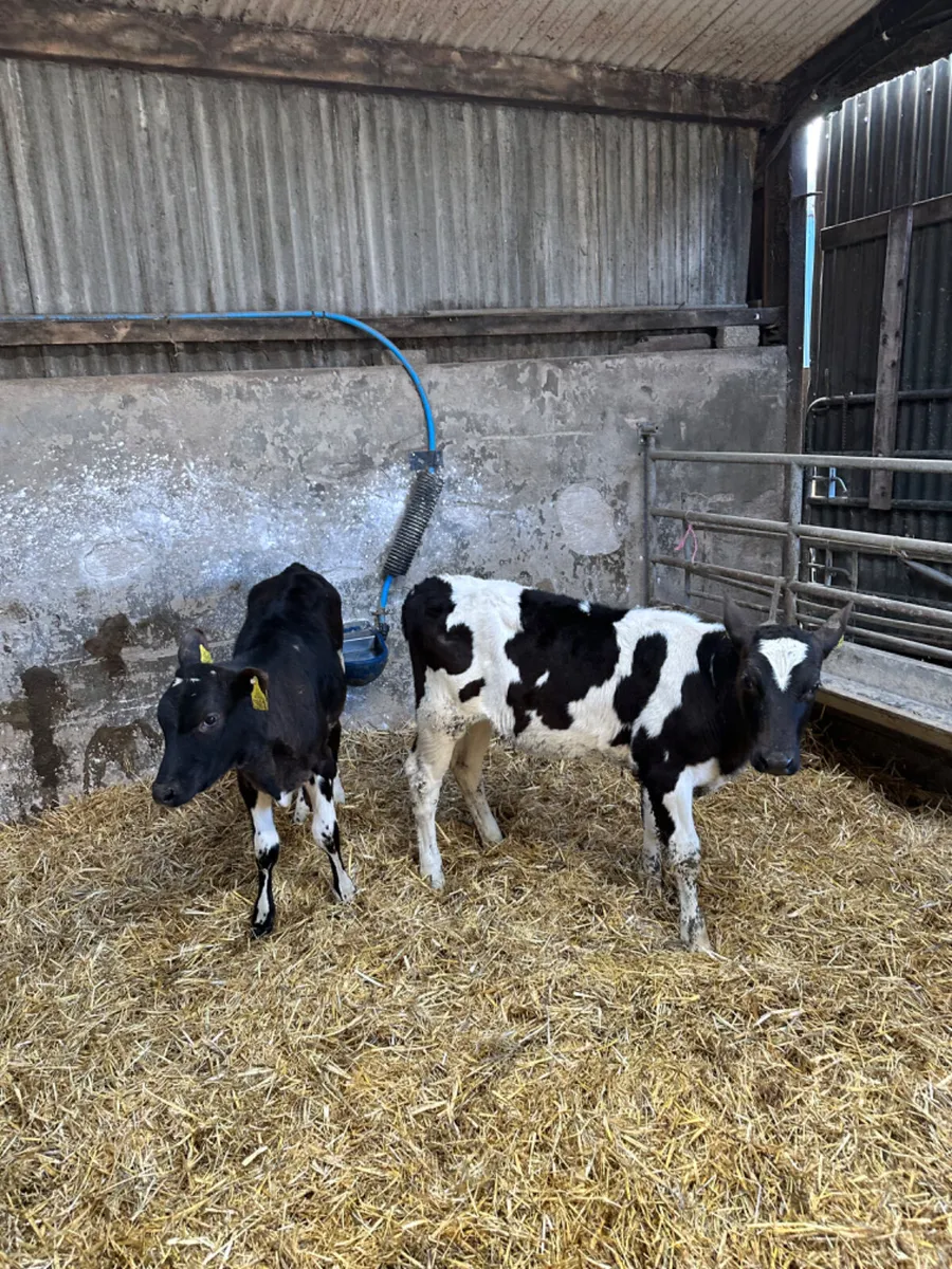 Friesian heifers - Image 4