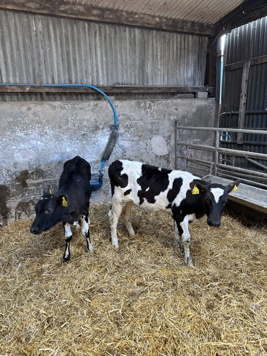 Friesian heifers - Image 2