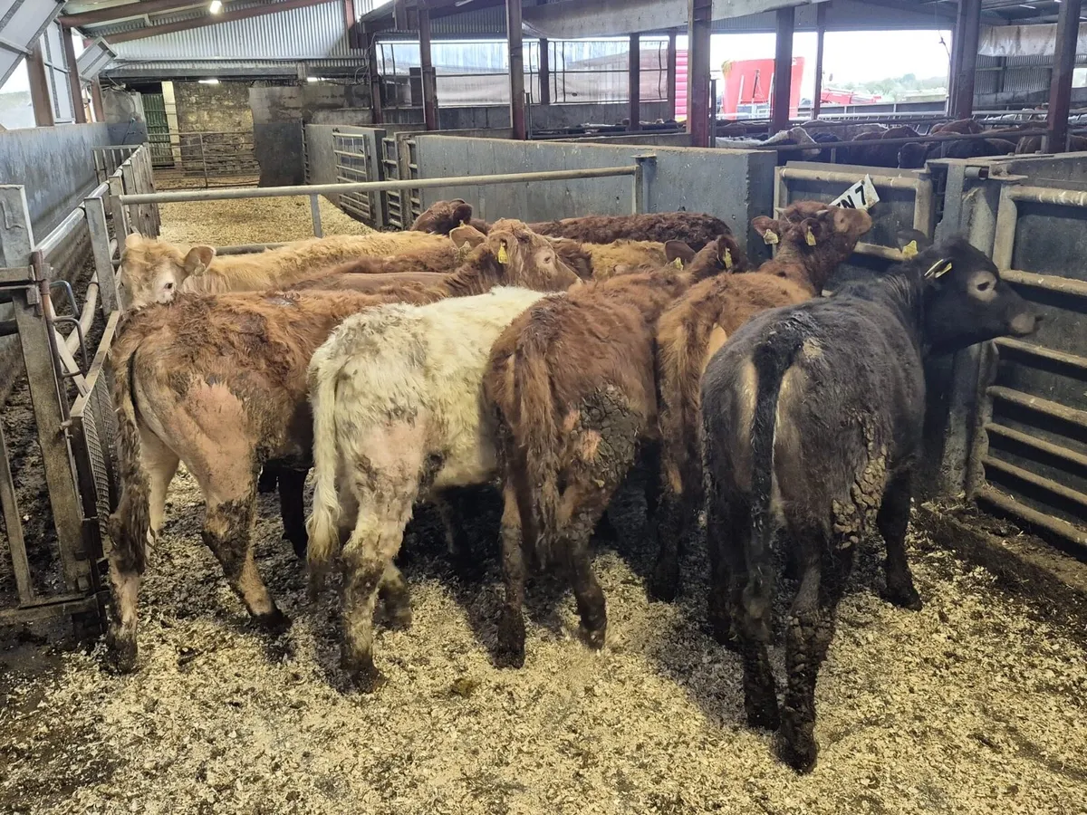 10 Continental Weanling Heifers - Image 1