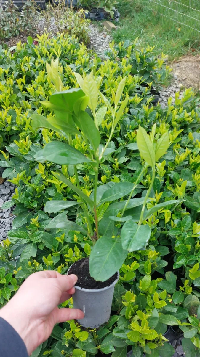 Laurel Hedging - Image 1