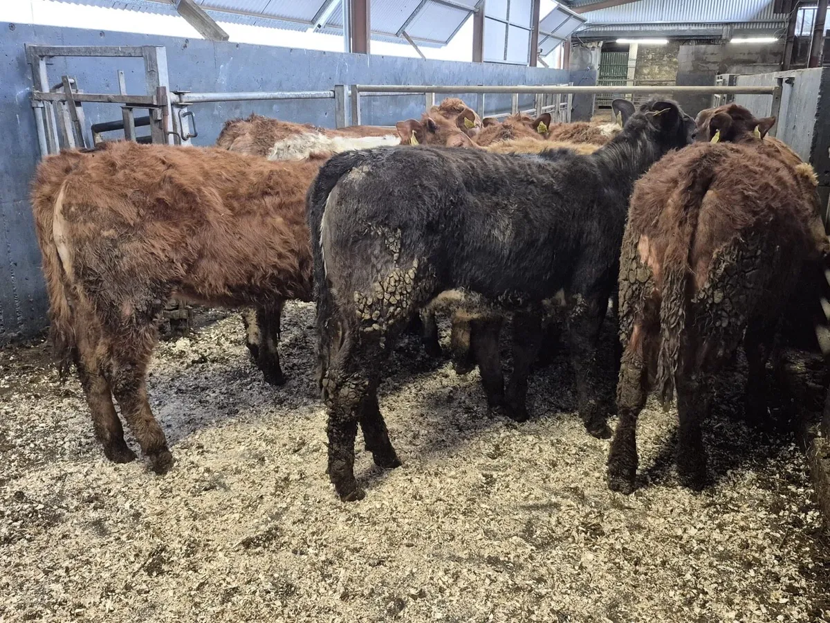 10 Continental Weanling Heifers - Image 2
