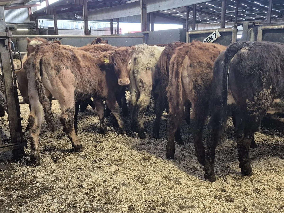 10 Continental Weanling Heifers - Image 3