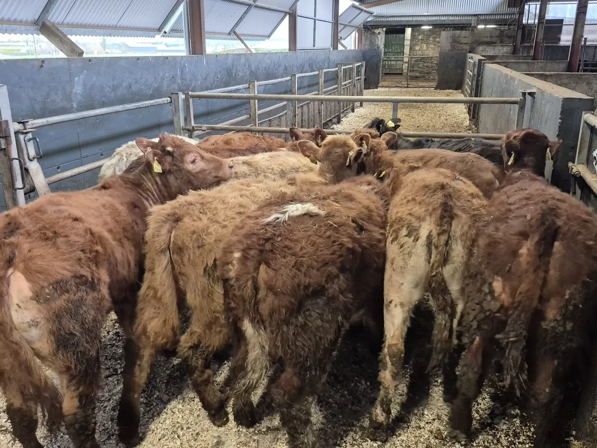 10 Continental Weanling Heifers - Image 4