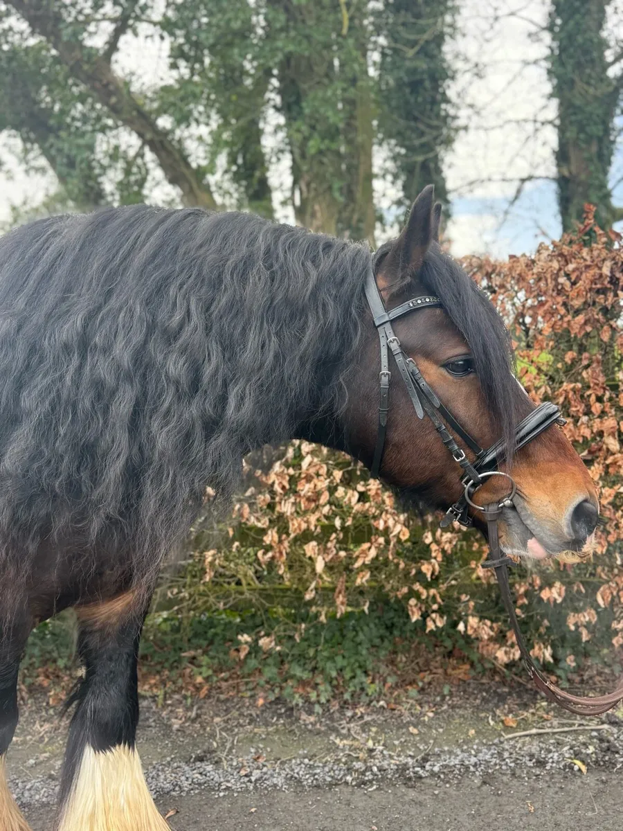 16hh Elite Irish Cob Stallion at STUD - Image 3