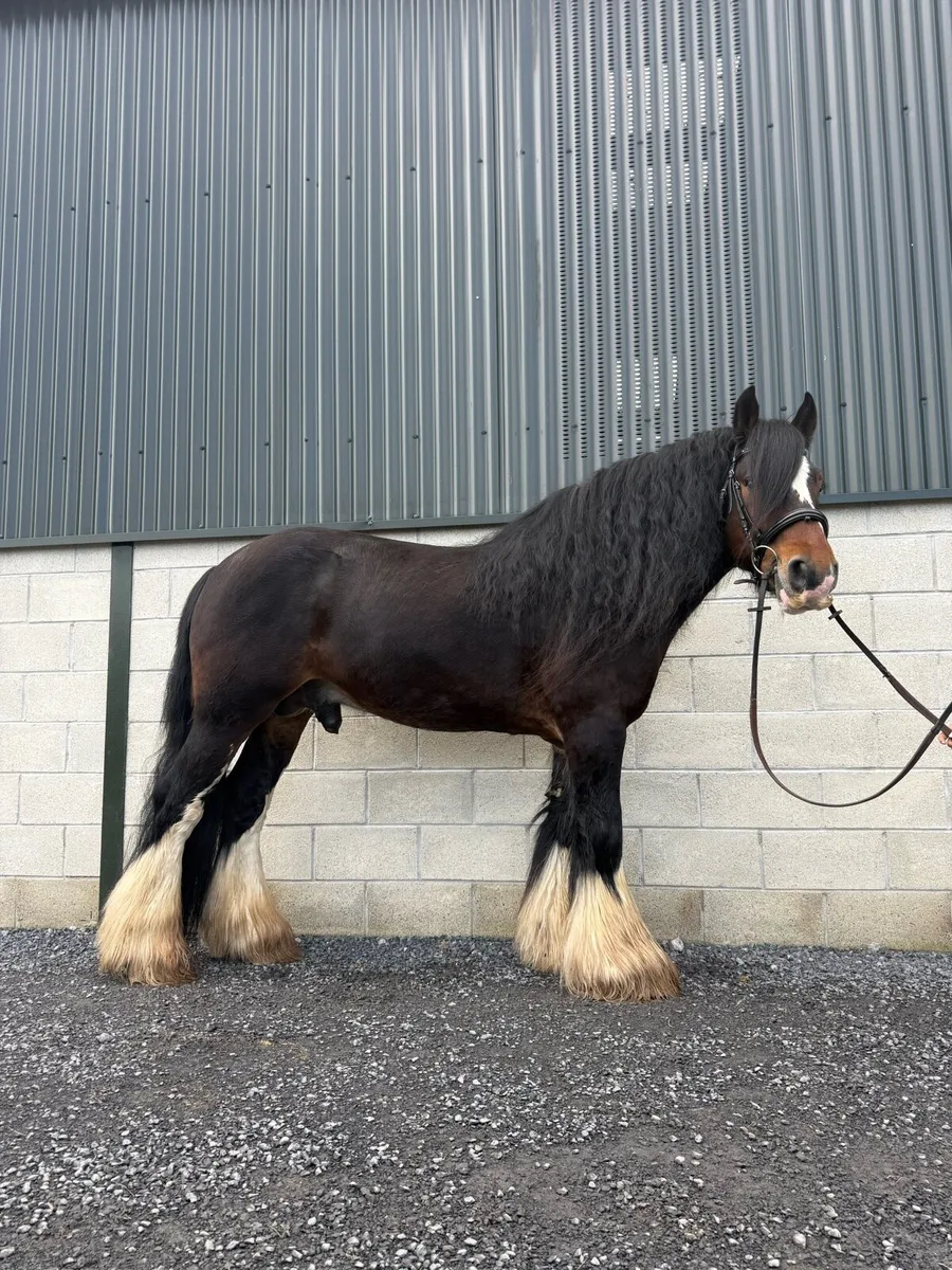 16hh Elite Irish Cob Stallion at STUD - Image 1