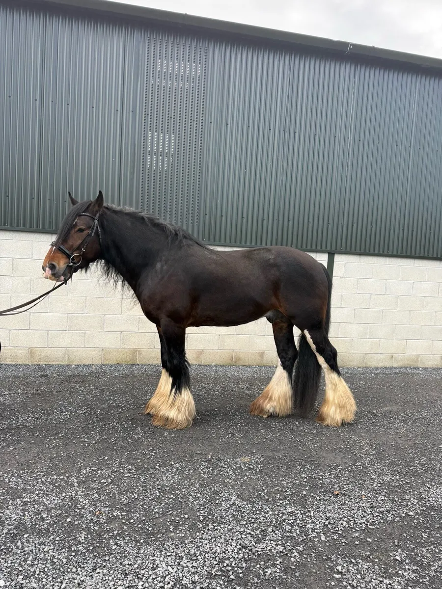 16hh Elite Irish Cob Stallion at STUD - Image 2