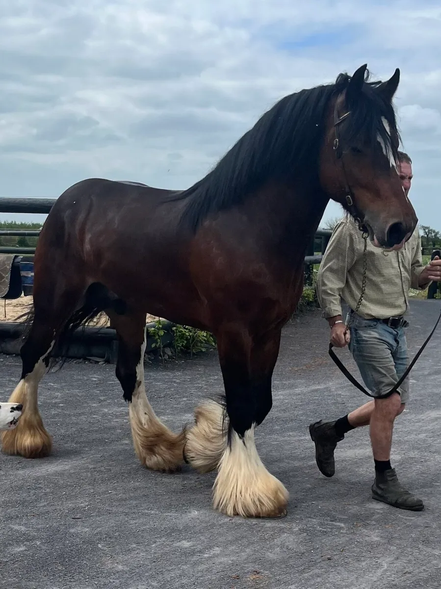 16hh Elite Irish Cob Stallion at STUD - Image 1