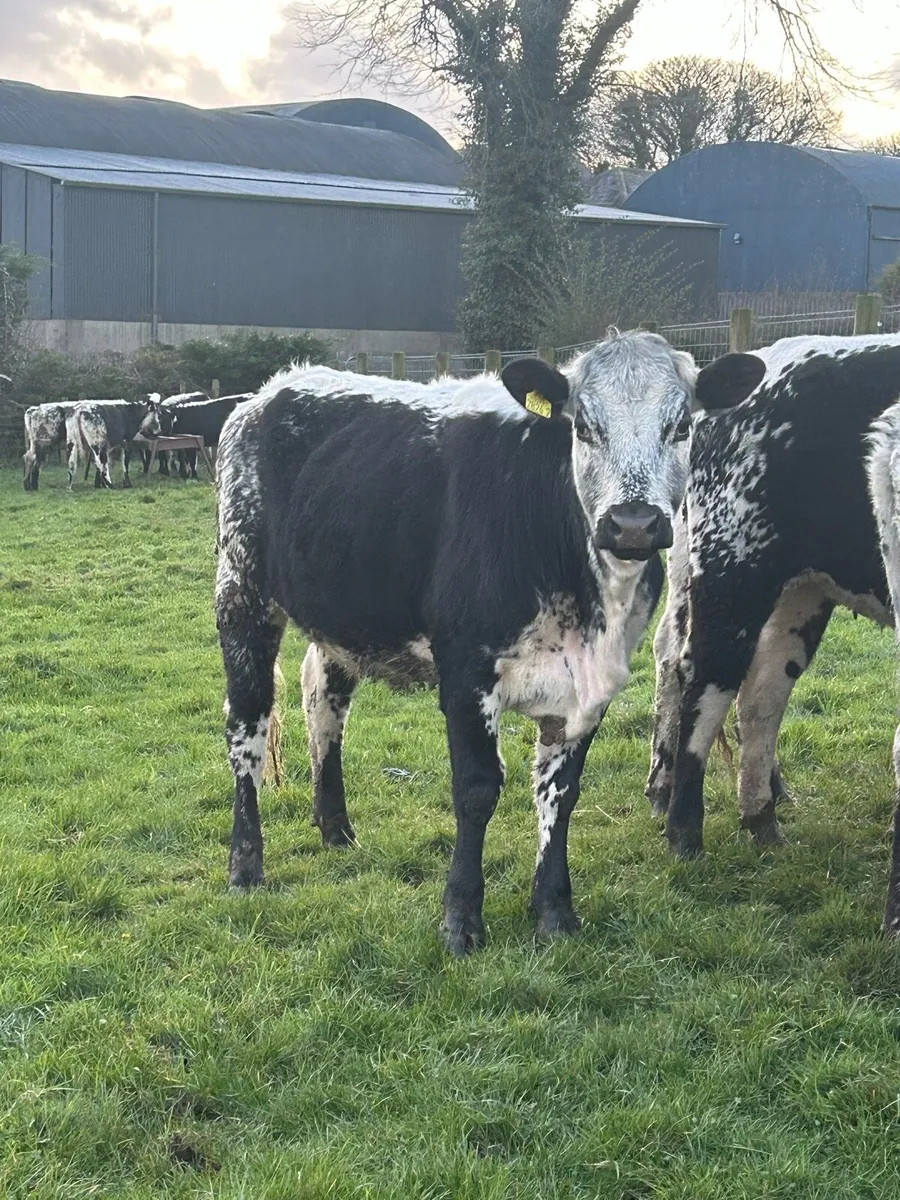 Speckle Park Maiden Heifers - Image 1