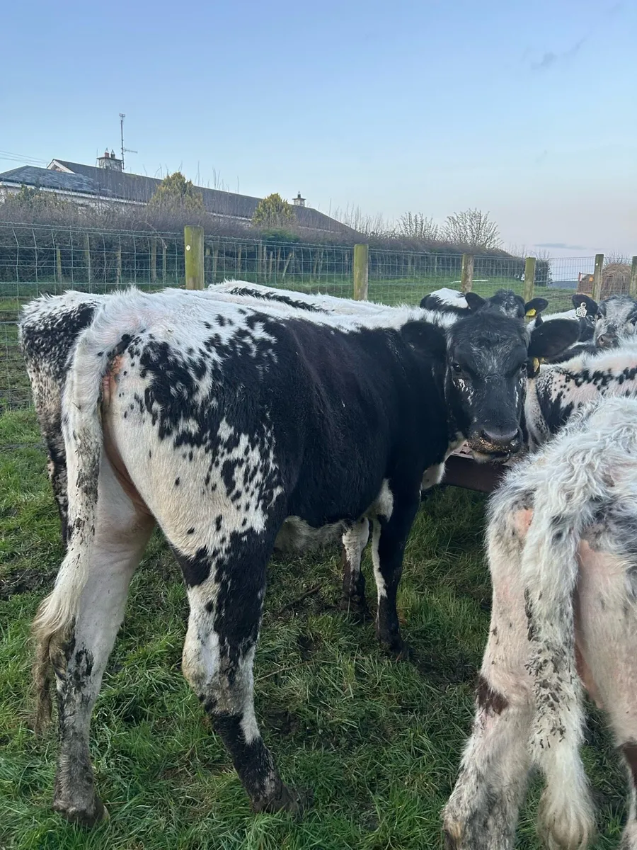 Speckle Park Maiden Heifers - Image 2