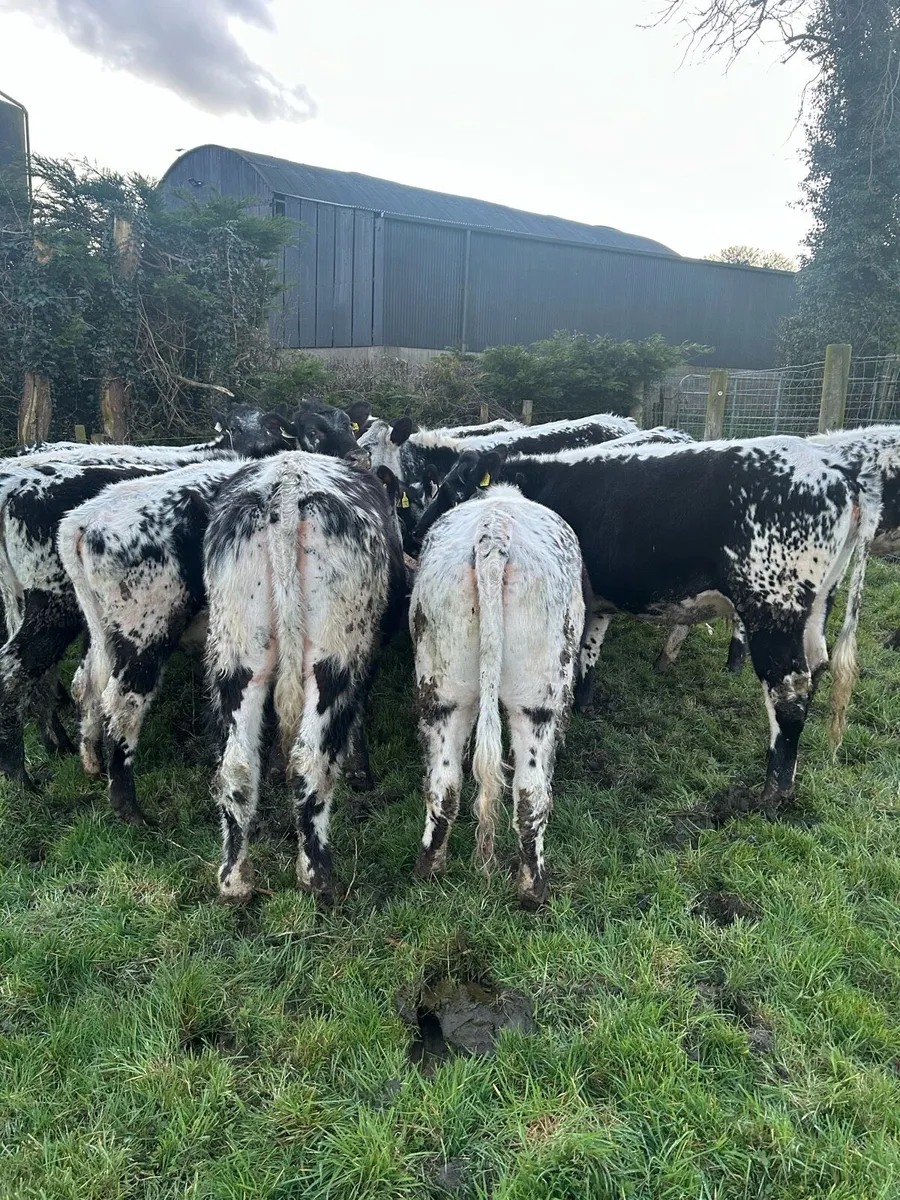 Speckle Park Maiden Heifers - Image 4