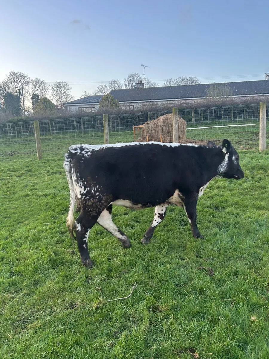 Speckle Park Maiden Heifers - Image 3
