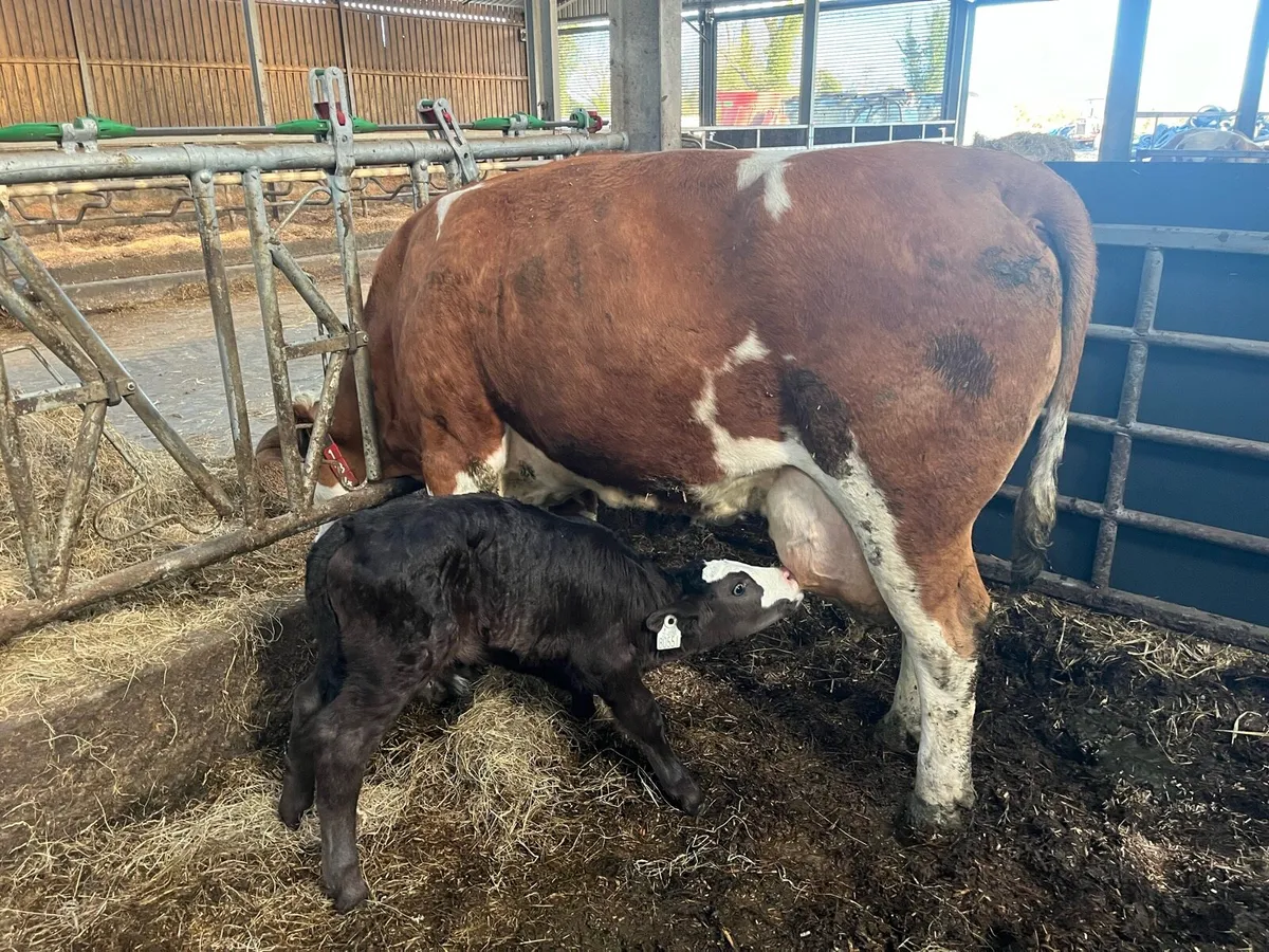 Cow with 2 Calves - Image 1