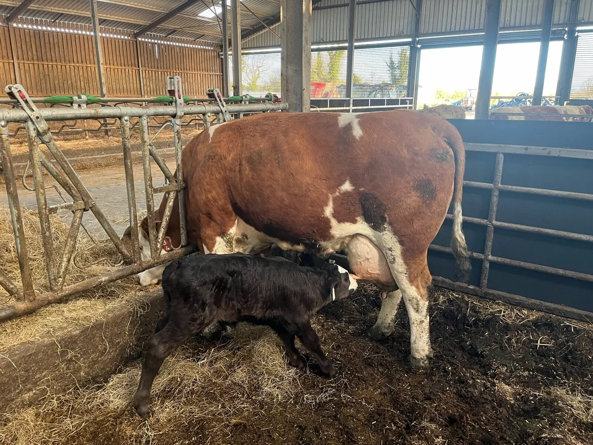 Cow with 2 Calves - Image 2