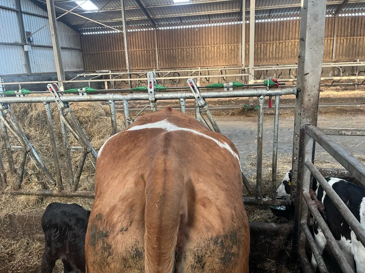 Cow with 2 Calves - Image 3