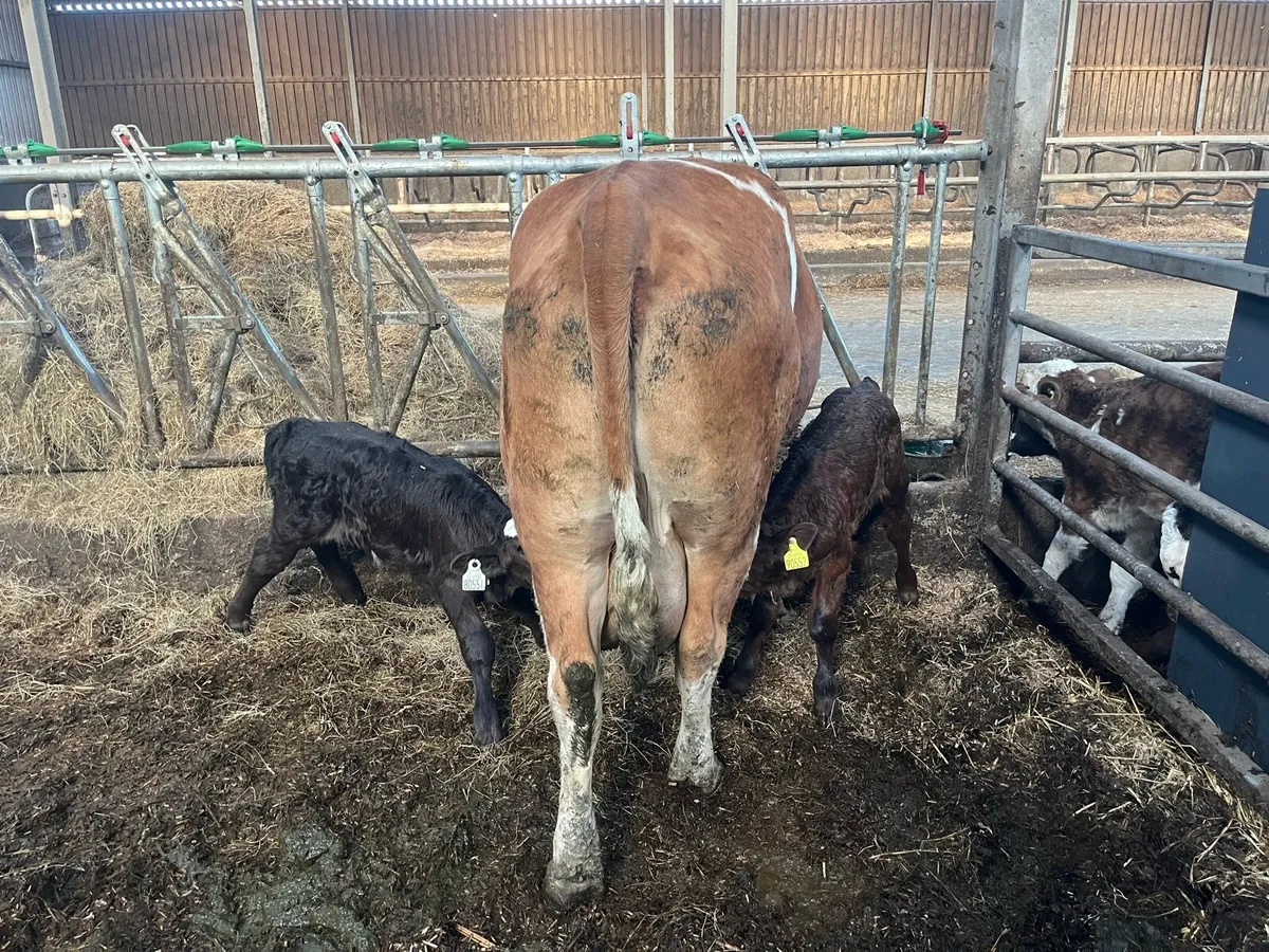 Cow with 2 Calves - Image 4