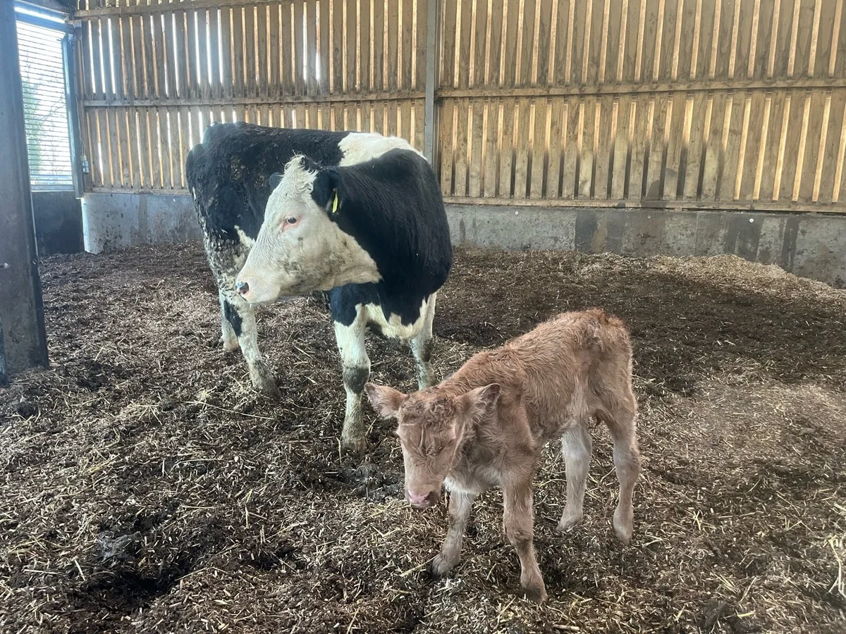 Limousin Heifer Calf - Image 1