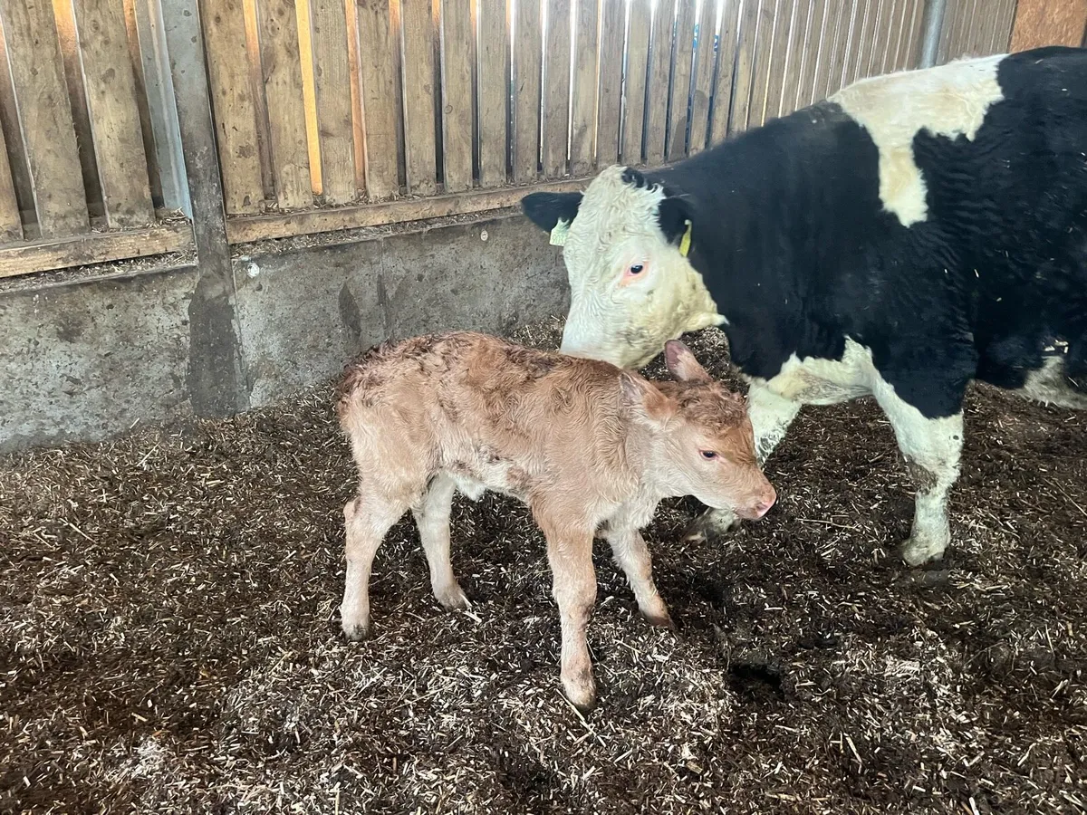 Limousin Heifer Calf - Image 2