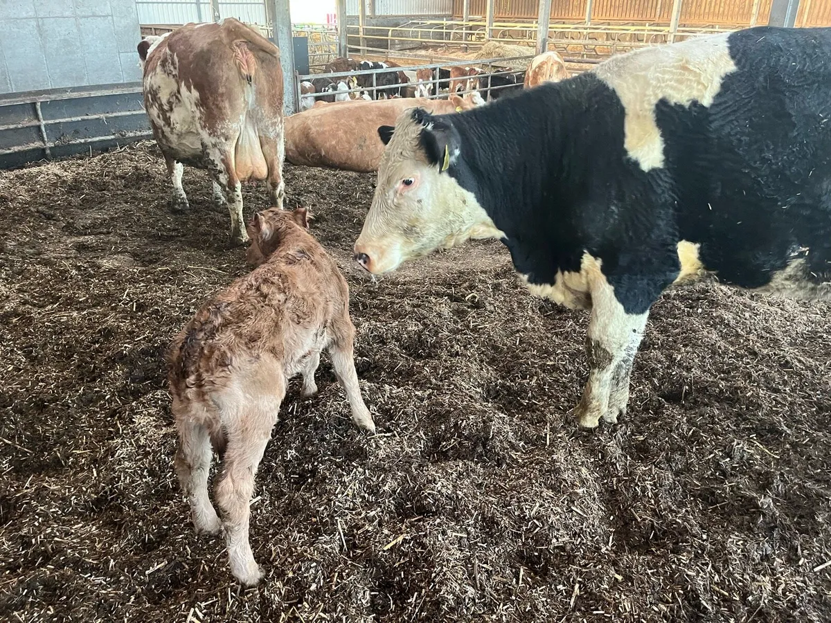 Limousin Heifer Calf - Image 4