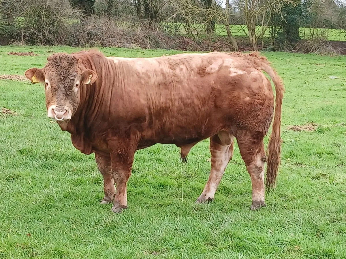 Pedigree limousin bull - Image 1