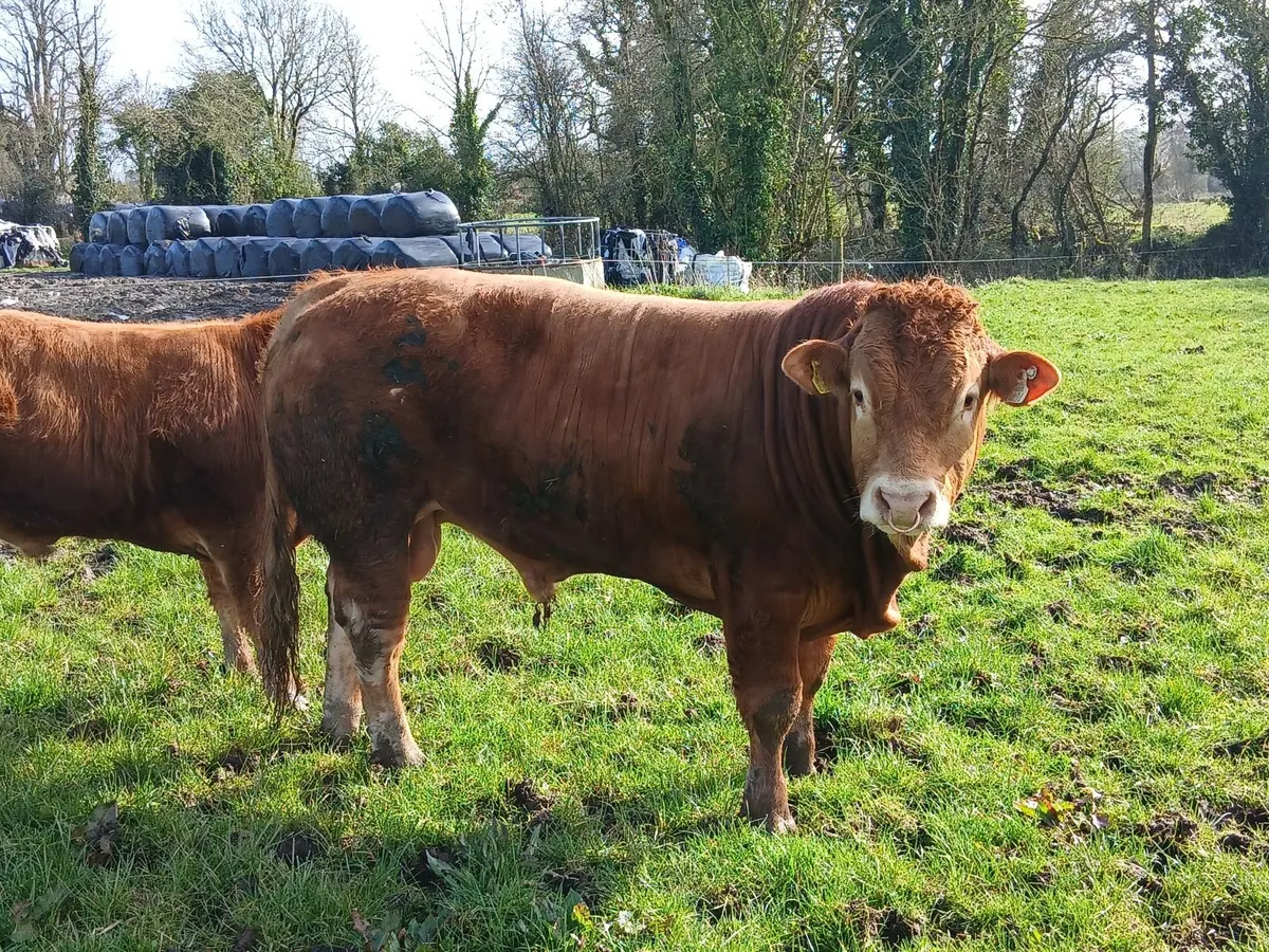 Pedigree limousin bull - Image 2