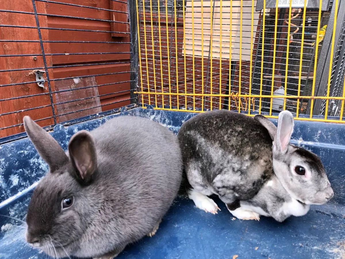 Two rabbits big cage and accessories - Image 2