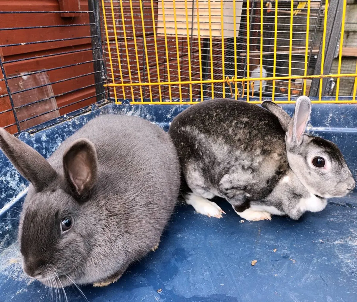 Two rabbits big cage and accessories - Image 3