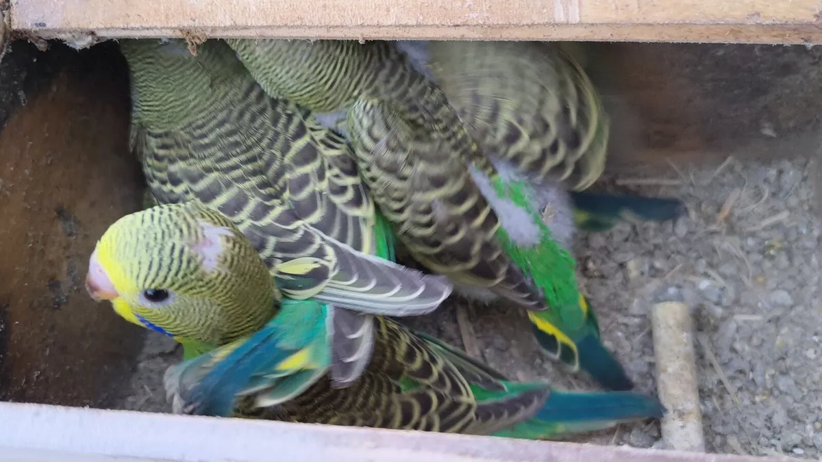 Young budgies and also some cages - Image 4