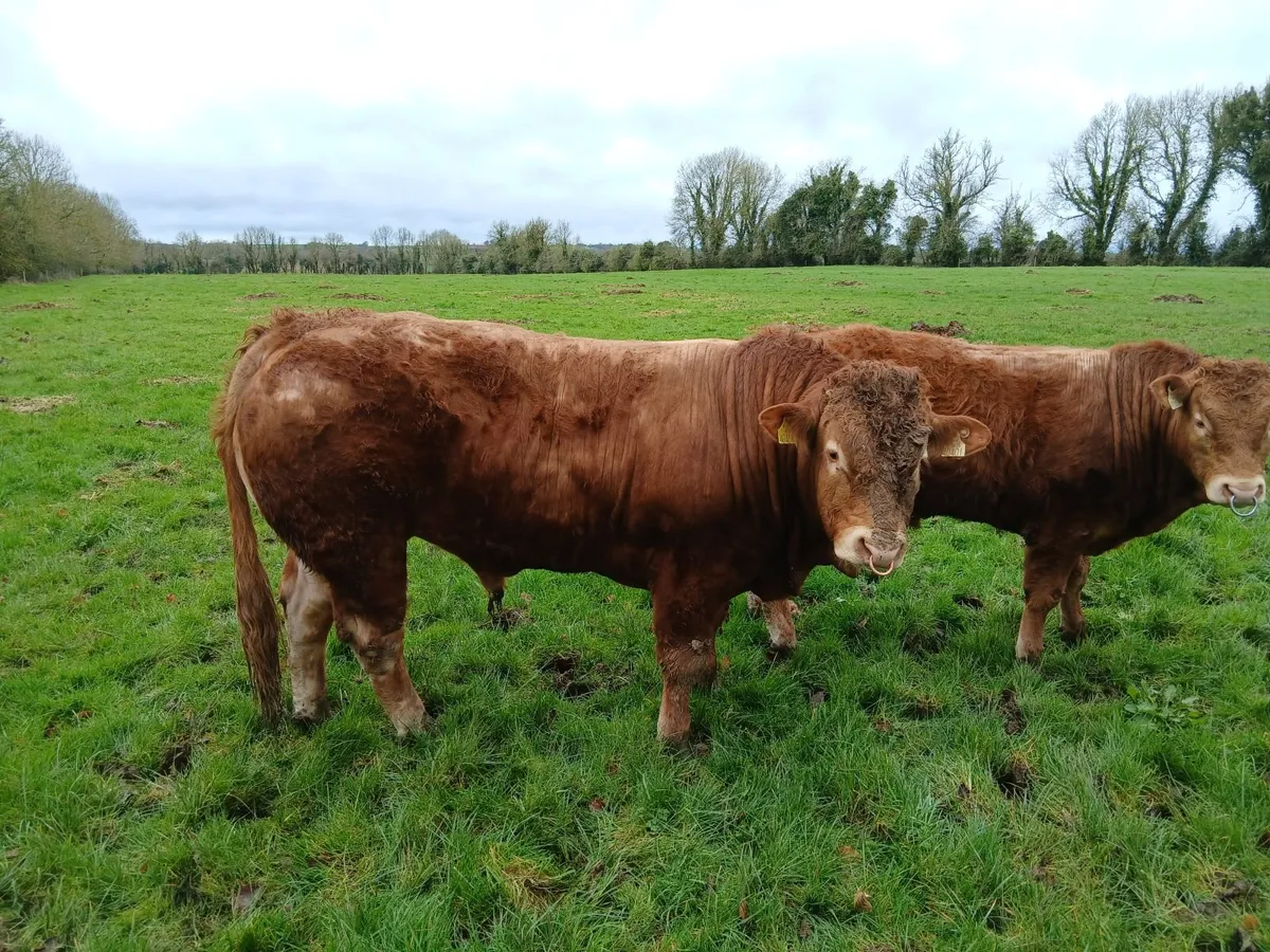Pedigree limousin bull - Image 3