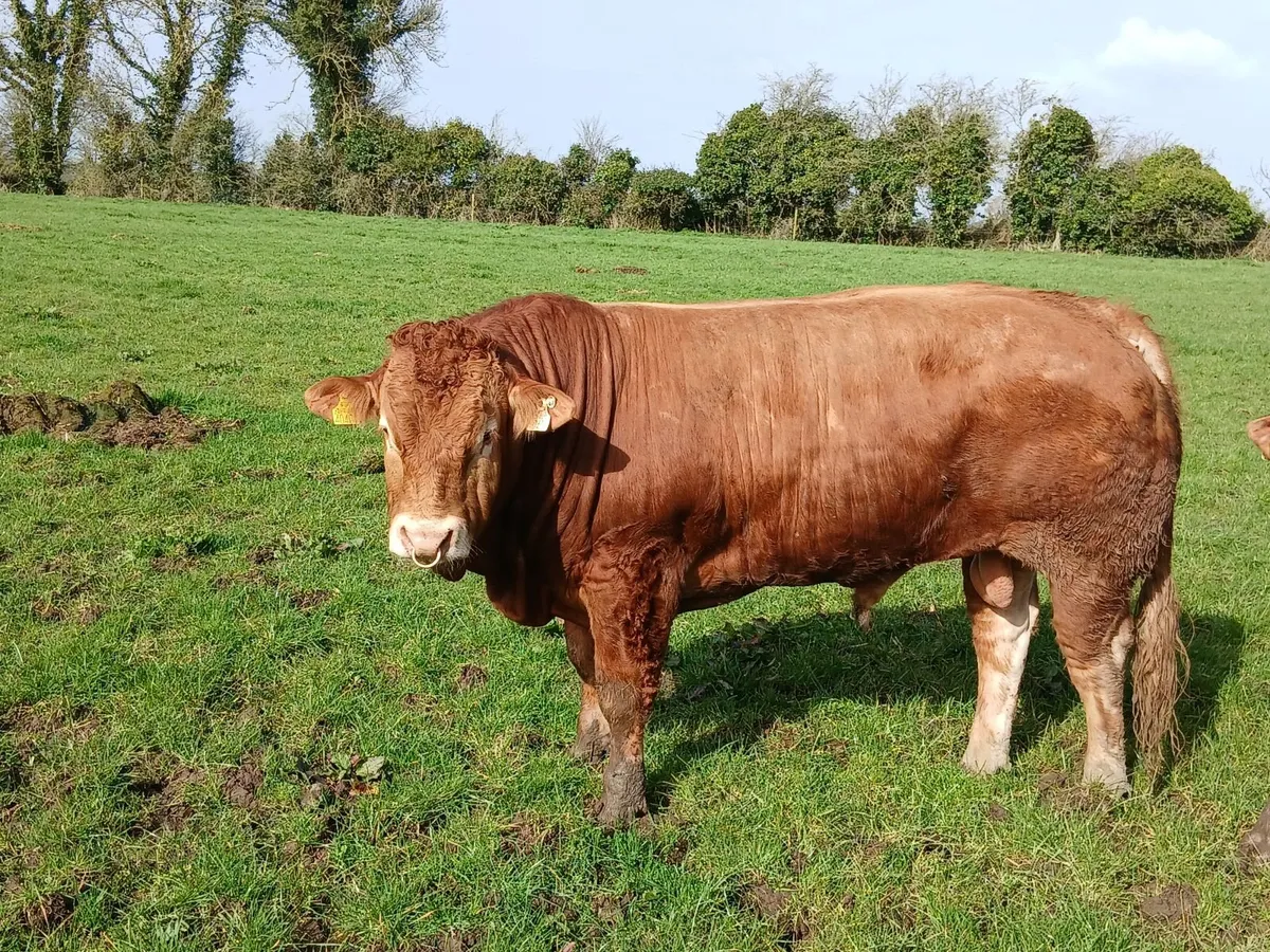 Pedigree limousin bull - Image 4