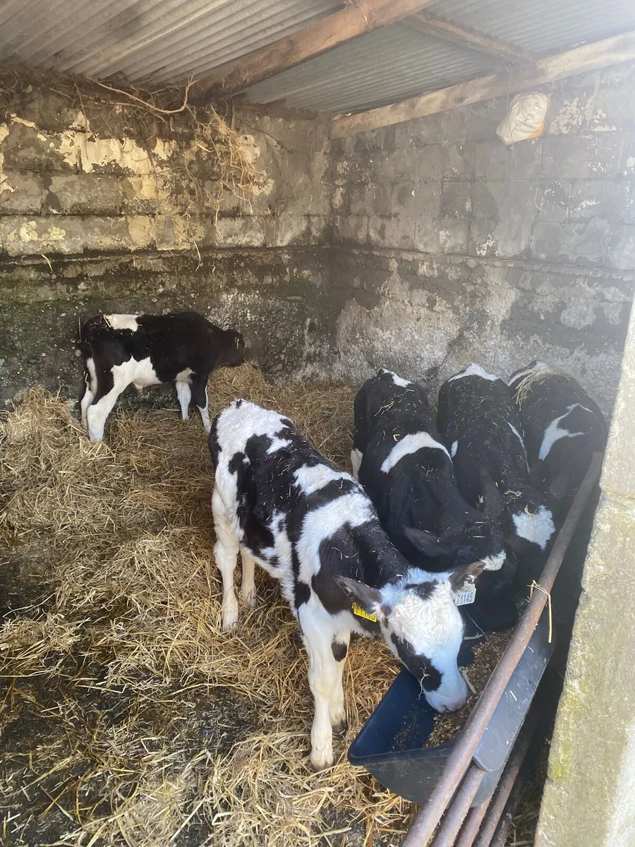 Friesian Calves For Sale - Image 1