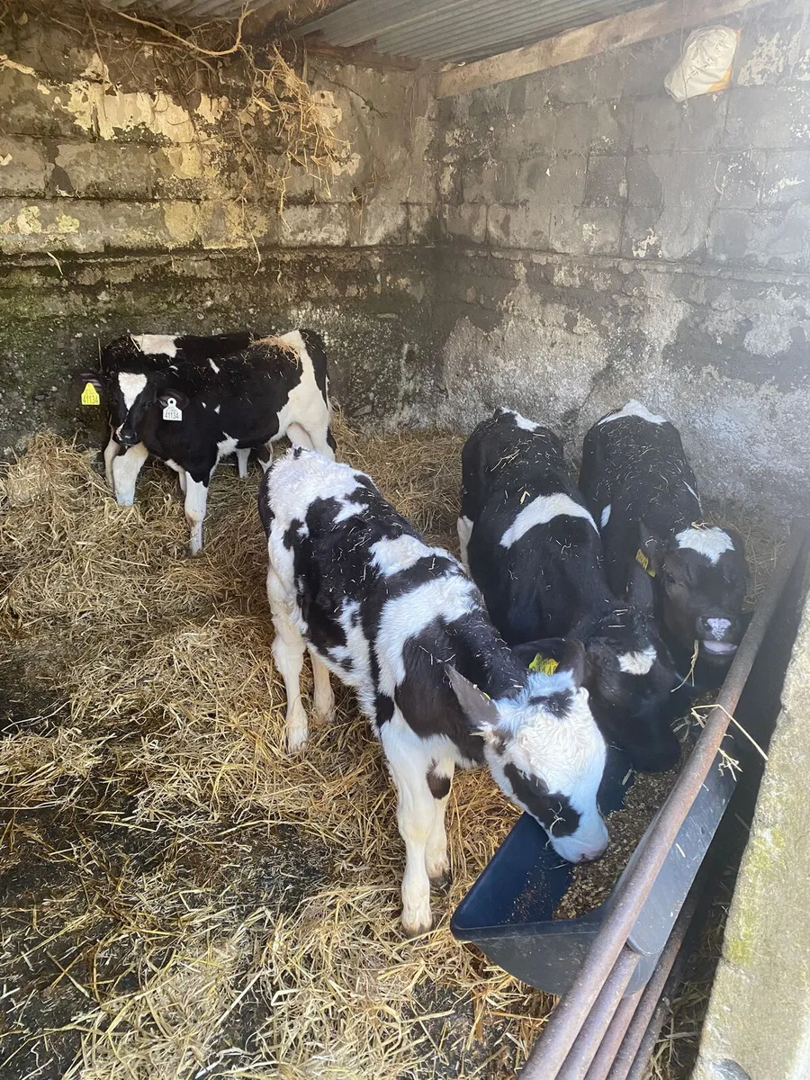 Friesian Calves For Sale - Image 2
