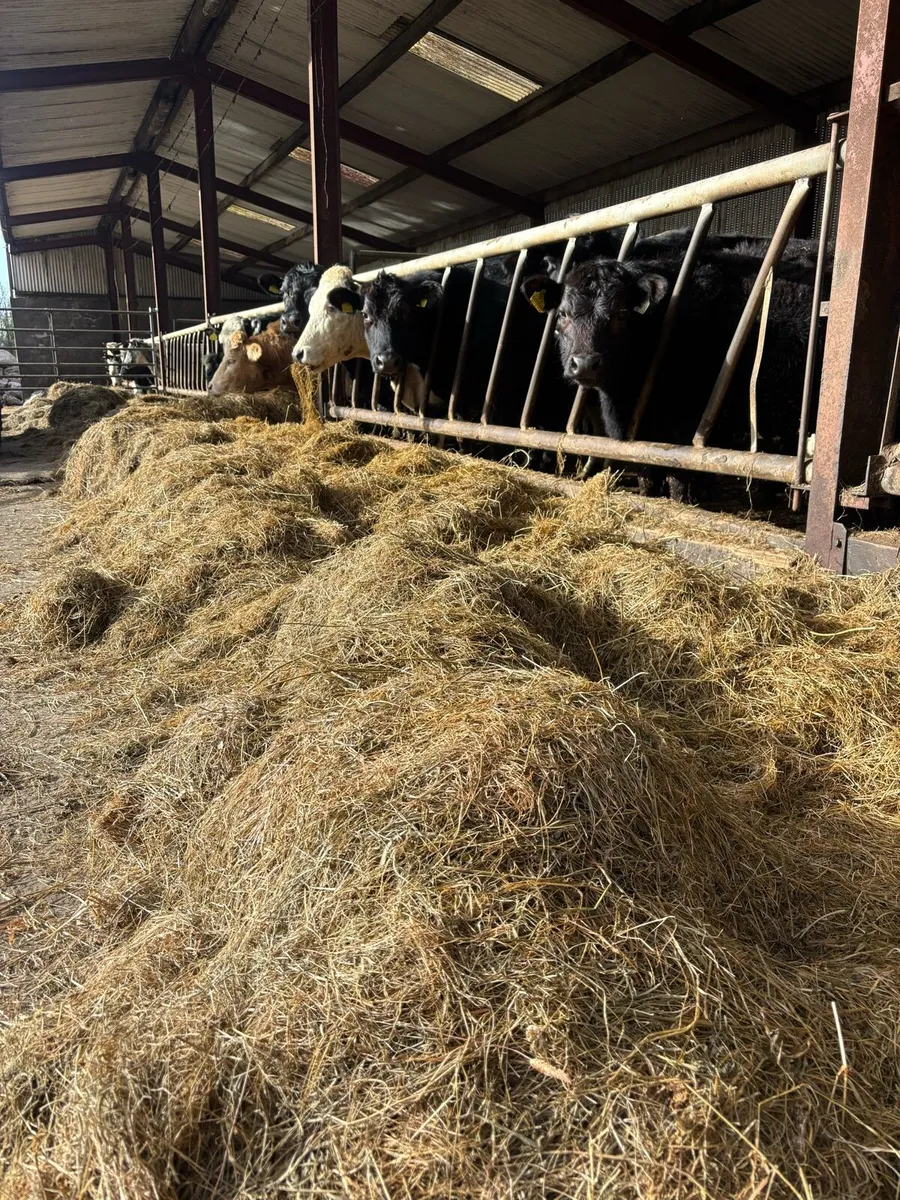Top quality silage - Image 1